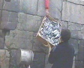 PESCA 21  GANADO